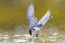 BUITEN BEELD Foto: 436424