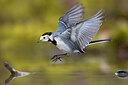 BUITEN BEELD Foto: 436427