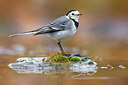 BUITEN BEELD Foto: 436428