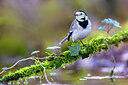 BUITEN BEELD Foto: 436430