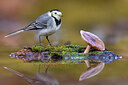 BUITEN BEELD Foto: 436431