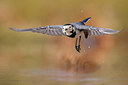 BUITEN BEELD Foto: 436432