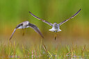 BUITEN BEELD Foto: 436437