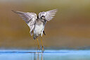 BUITEN BEELD Foto: 436446