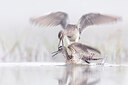 BUITEN BEELD Foto: 436447