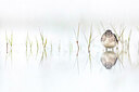 BUITEN BEELD Foto: 436449