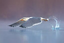 BUITEN BEELD Foto: 436469