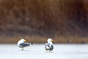 BUITEN BEELD Foto: 436471