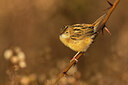 BUITEN BEELD Foto: 436473