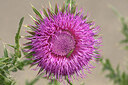 BUITEN BEELD Foto: 436483