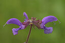 BUITEN BEELD Foto: 436484