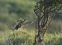 BUITEN BEELD Foto: 436495