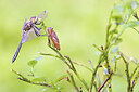BUITEN BEELD Foto: 436505