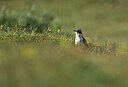 BUITEN BEELD Foto: 436510