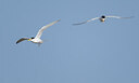 BUITEN BEELD Foto: 436520