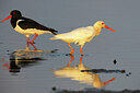 BUITEN BEELD Foto: 436531