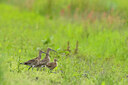 BUITEN BEELD Foto: 436533