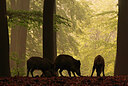BUITEN BEELD Foto: 436550