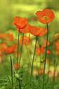 BUITEN BEELD Foto: 436568