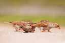 BUITEN BEELD Foto: 436580