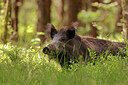 BUITEN BEELD Foto: 436589