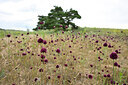 BUITEN BEELD Foto: 436591