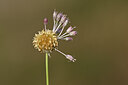 BUITEN BEELD Foto: 436605
