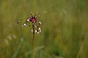 BUITEN BEELD Foto: 436611