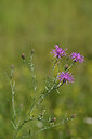 BUITEN BEELD Foto: 436614