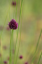 BUITEN BEELD Foto: 436616