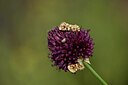 BUITEN BEELD Foto: 436619