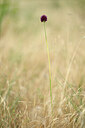 BUITEN BEELD Foto: 436622
