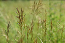 BUITEN BEELD Foto: 436628