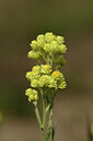 BUITEN BEELD Foto: 436629