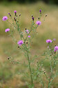 BUITEN BEELD Foto: 436630