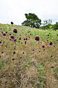 BUITEN BEELD Foto: 436633