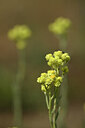 BUITEN BEELD Foto: 436634