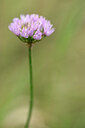 BUITEN BEELD Foto: 436635