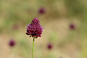 BUITEN BEELD Foto: 436636