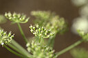 BUITEN BEELD Foto: 436637