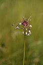 BUITEN BEELD Foto: 436642