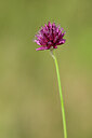 BUITEN BEELD Foto: 436644