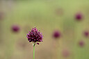 BUITEN BEELD Foto: 436650