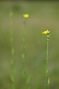 BUITEN BEELD Foto: 436651