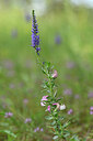 BUITEN BEELD Foto: 436653