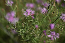 BUITEN BEELD Foto: 436663