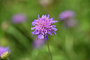 BUITEN BEELD Foto: 436680