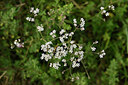 BUITEN BEELD Foto: 436683