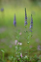 BUITEN BEELD Foto: 436684