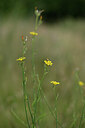 BUITEN BEELD Foto: 436688
